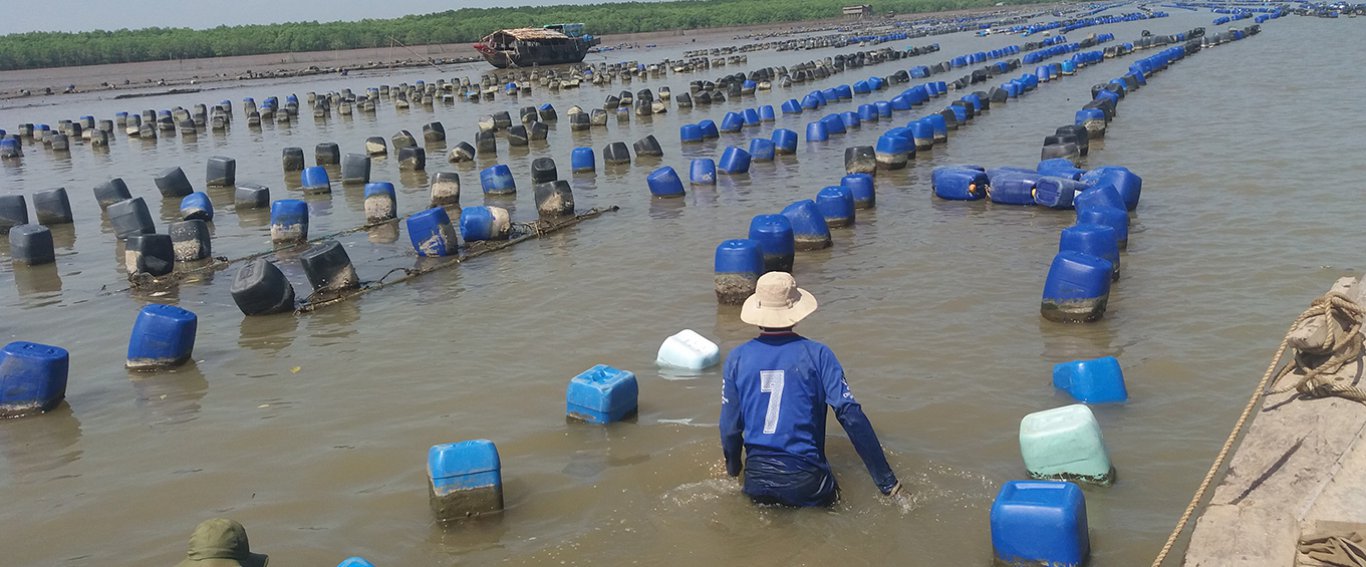 Nuôi hàu sạch tại bãi hàu Vua Hàu Cần Giờ