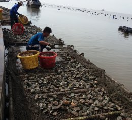 Hàu vĩ loại 1: 4-5con/kg